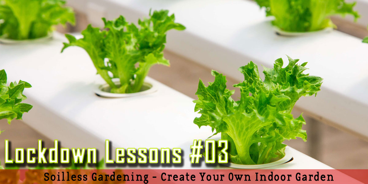 gardening, lockdown, lockdown lessons, lockdown diaries, garden, indoor farming