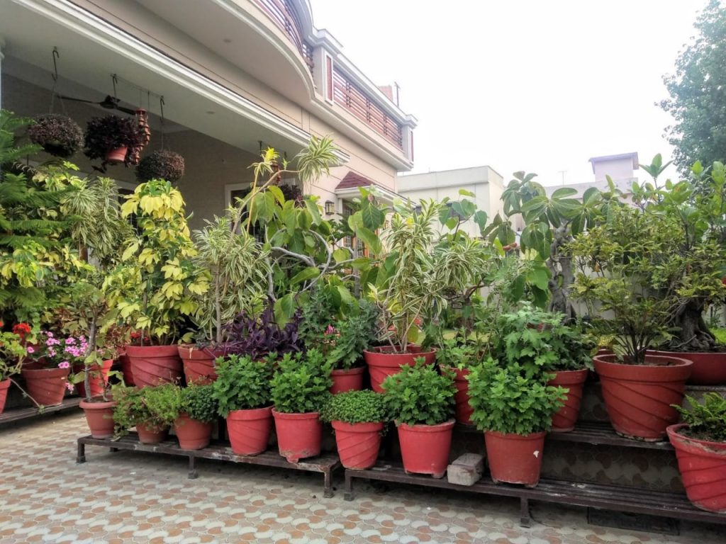 Plants, Indoor Garden, Dehradun