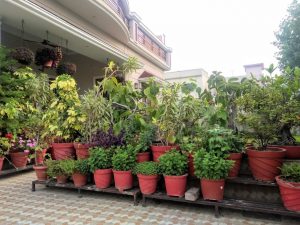 Plants, Indoor Garden, Dehradun